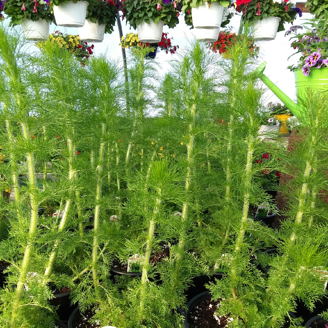 Eupatorium capillifolium, Elegant Feather, Dog Fennel, Plant – Magic ...