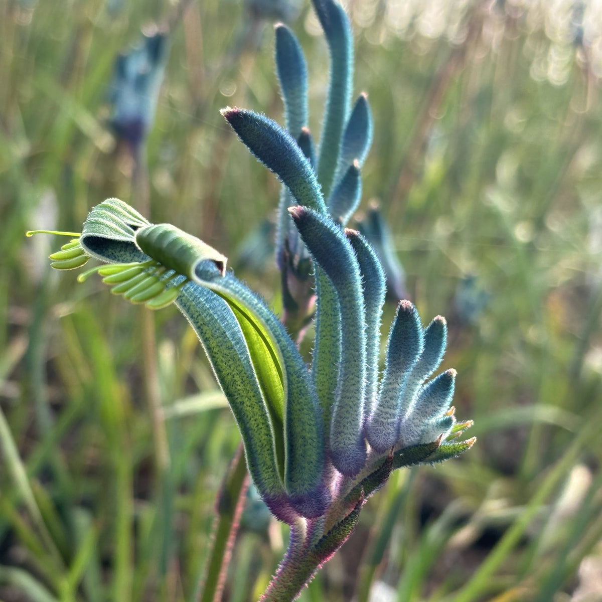 kangaroo paw plant fertilizer Celebrations Masquerade Anigozanthos, Blue Kangaroo Paw, Houseplant – Magic  Valley Gardens
