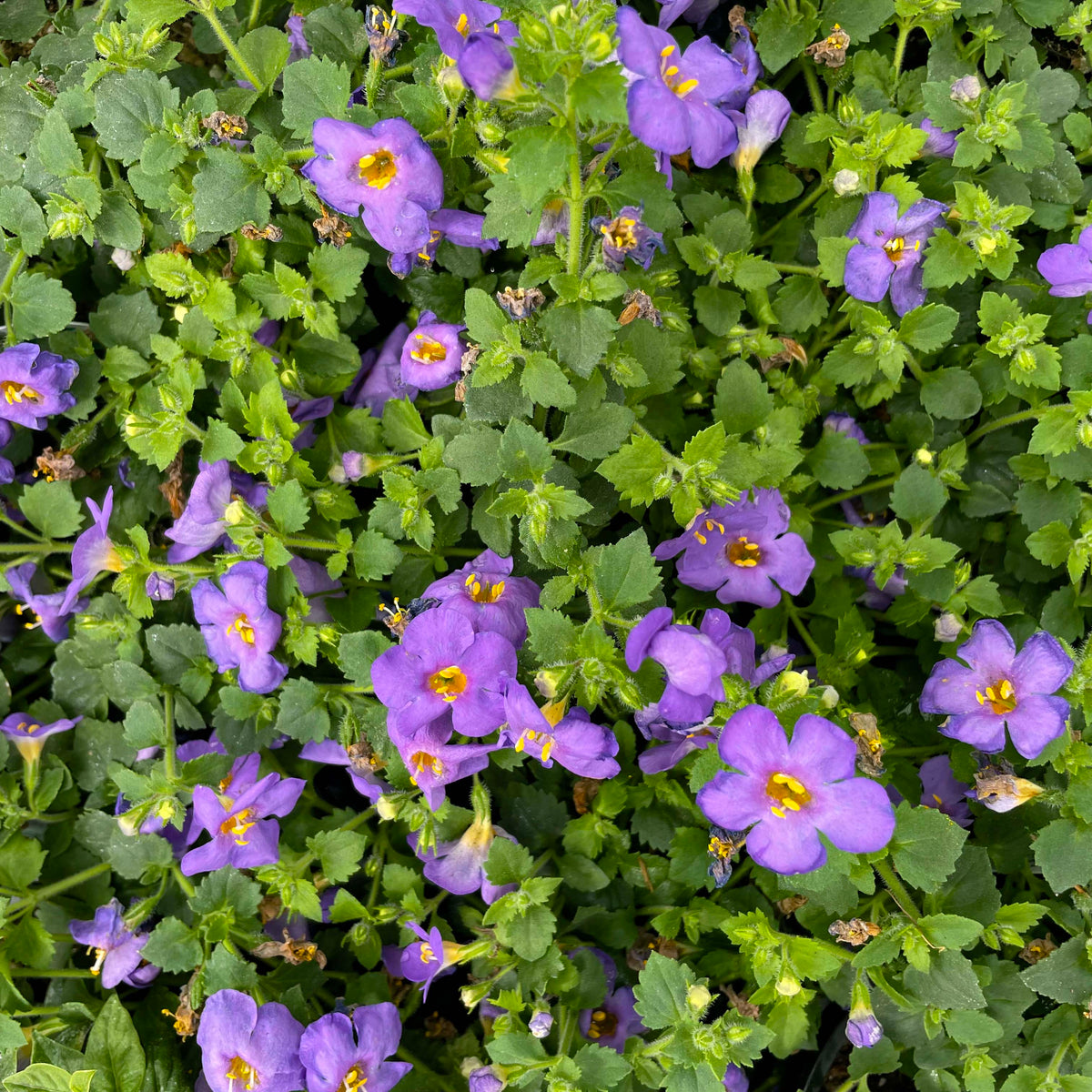 ブルーフラワーヘリテイジ Bacopa.