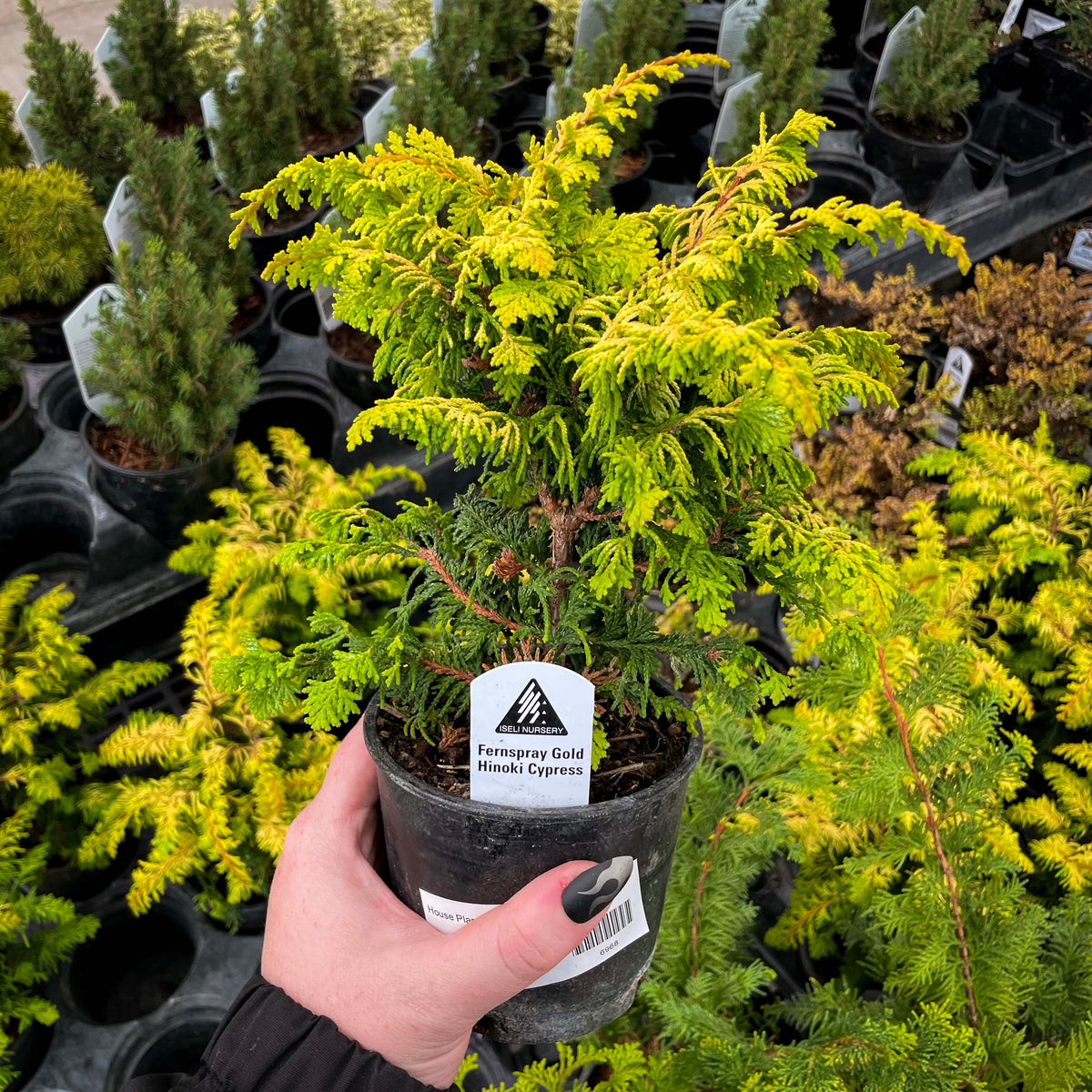 Fernspray Gold Hinoki Cypress - Live Bonsai Starter, 4” Grower's