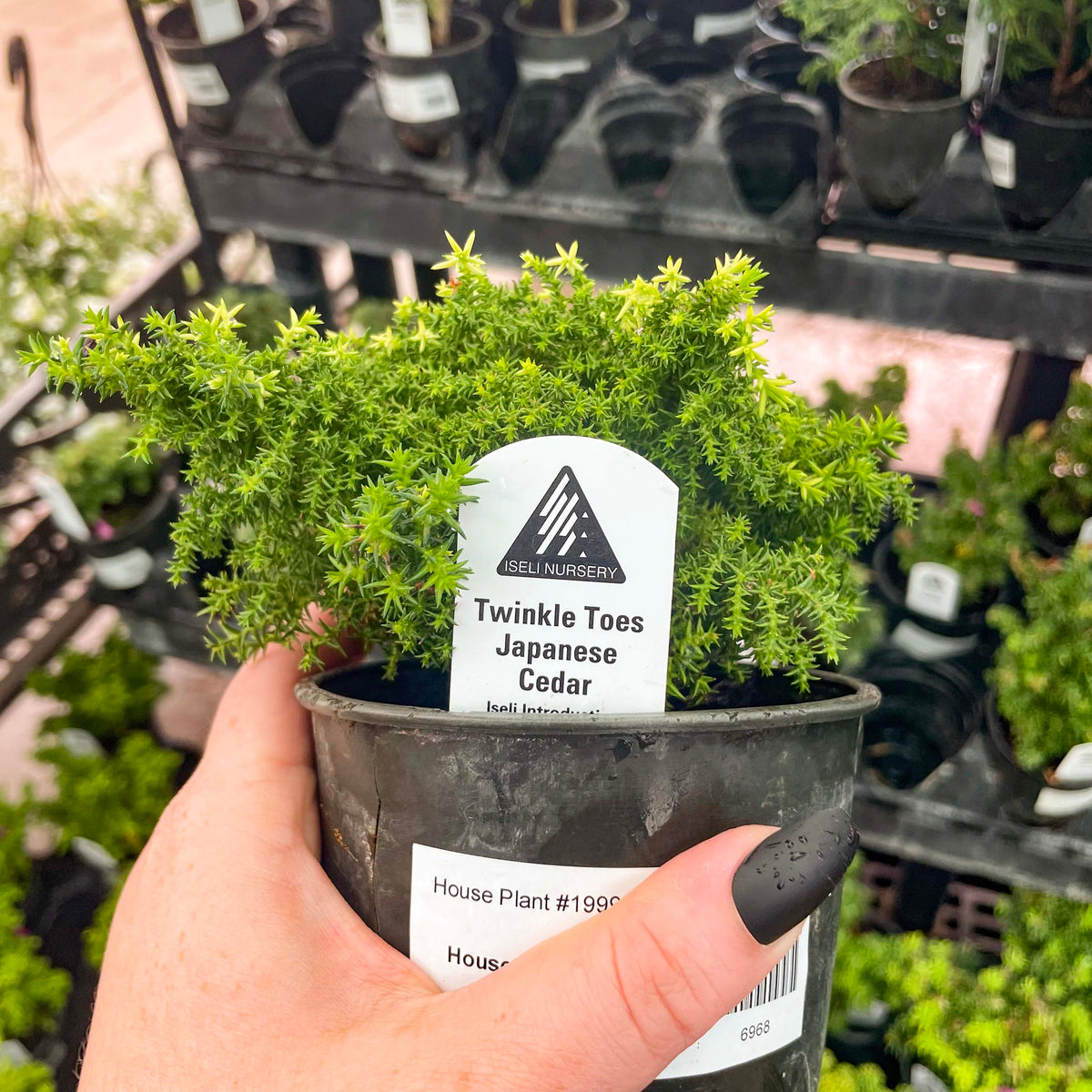 Bonsai.