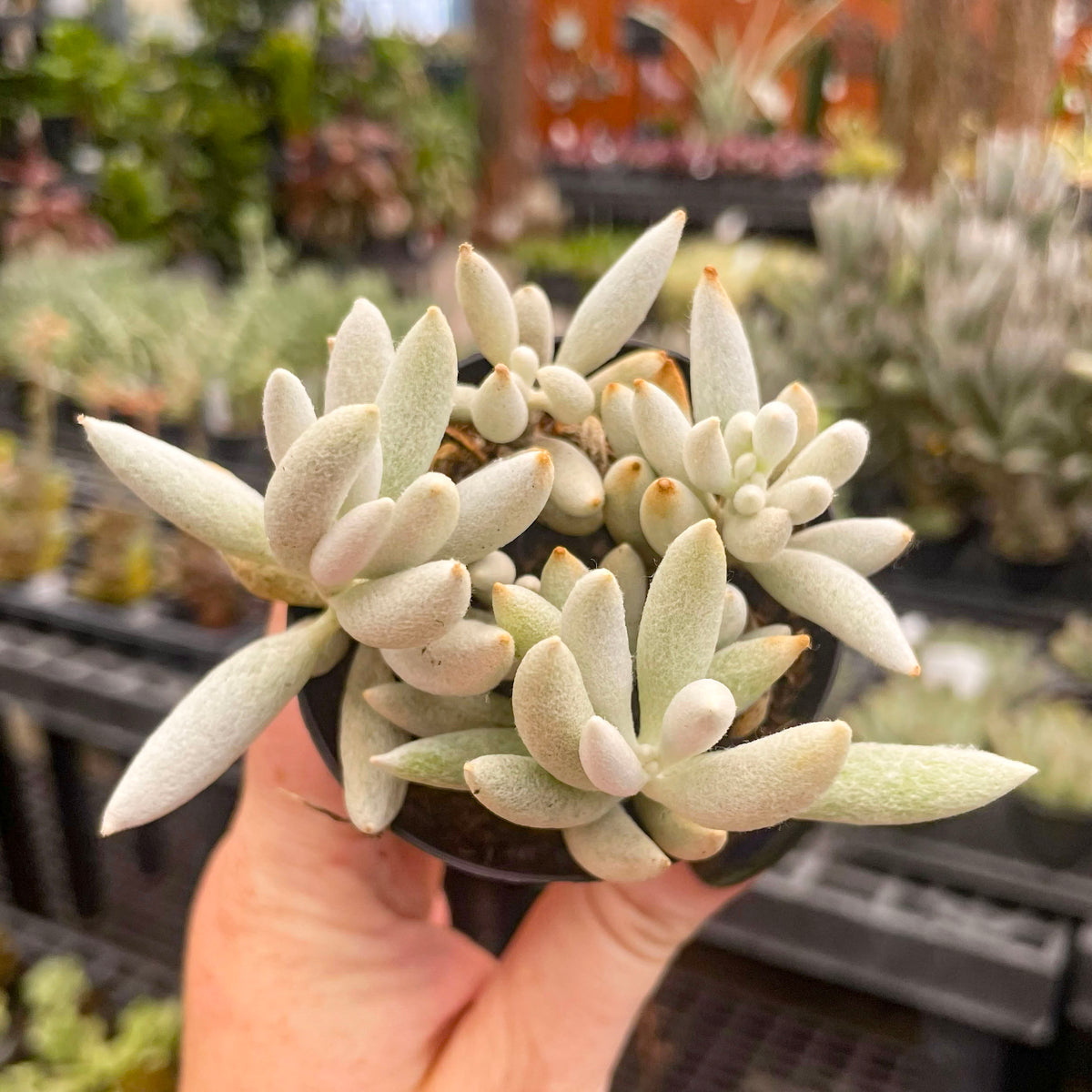 Senecio haworthii (Woolly Senecio) – Magic Valley Gardens