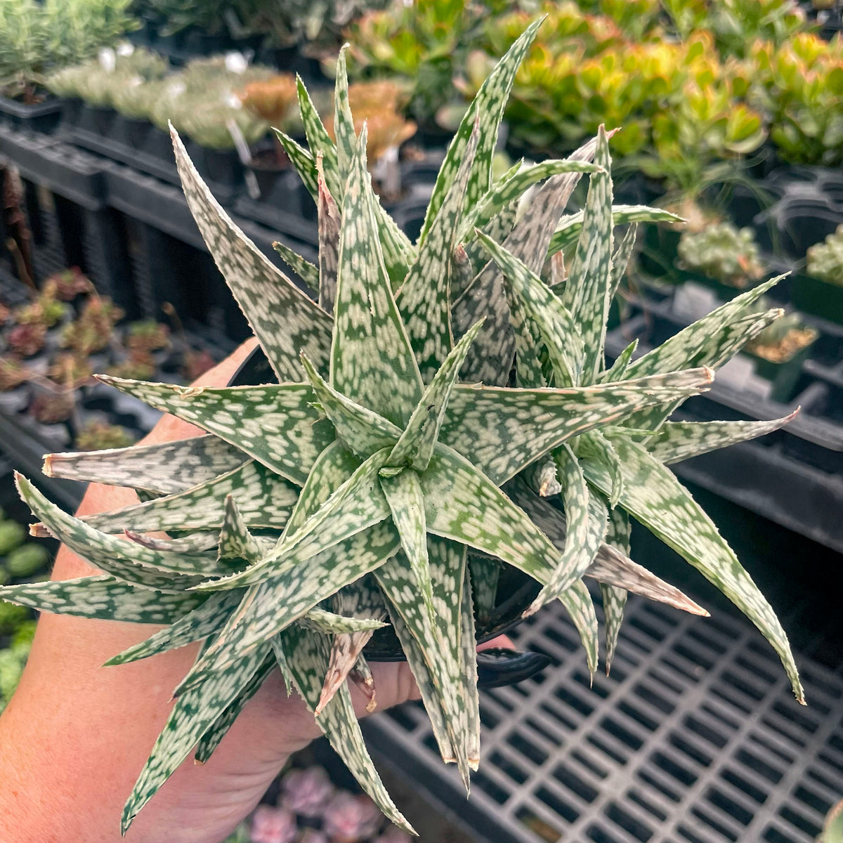 holland white aloe vera plant Aloe 'Blizzard' – Magic Valley Gardens