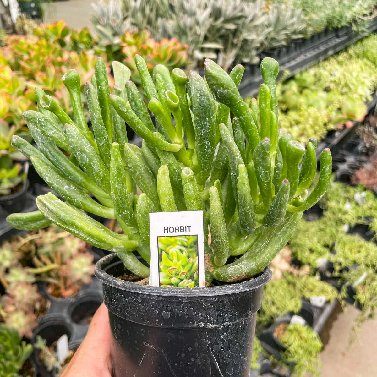 Crassula ovata 'Hobbit' – Magic Valley Gardens