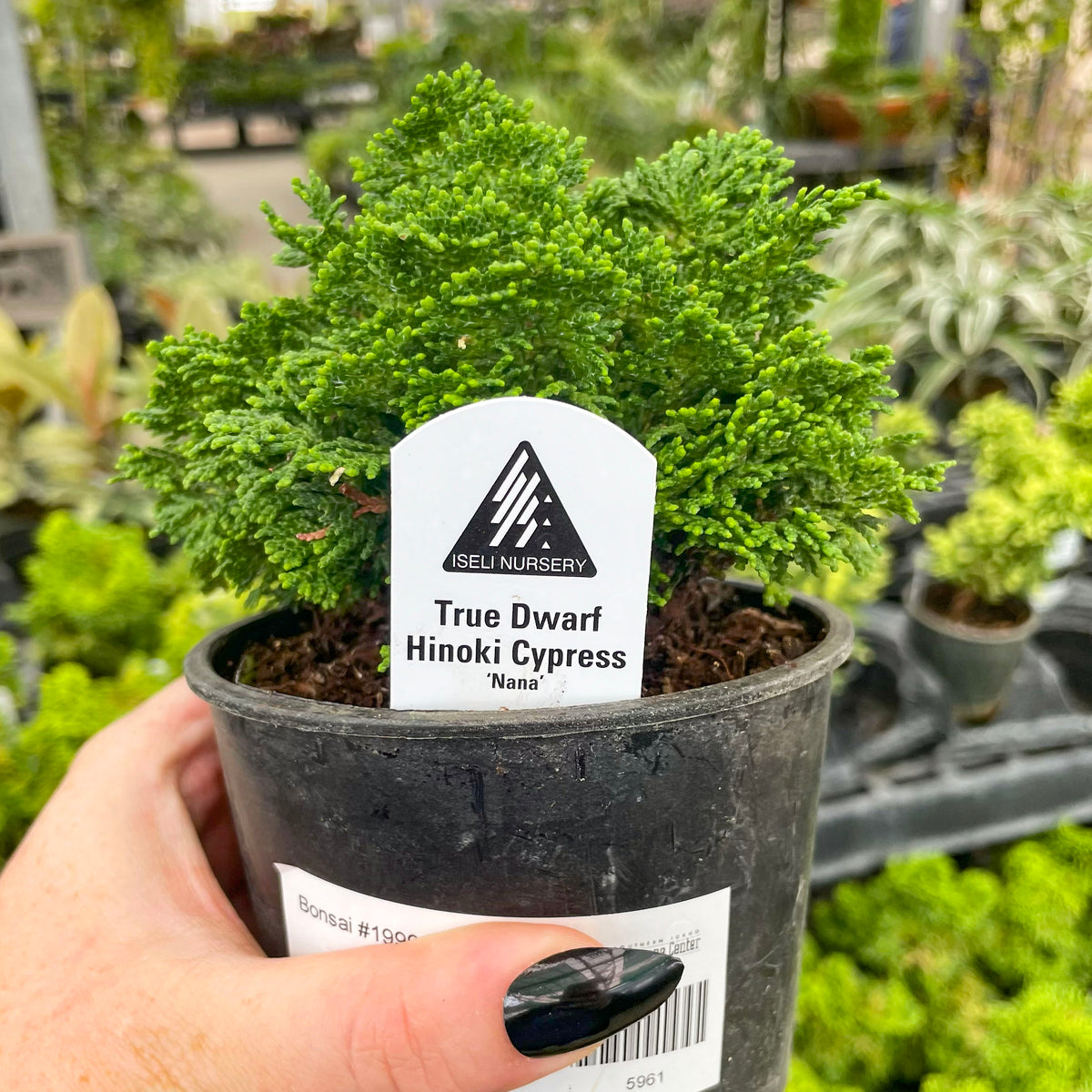 Limeglow Juniper, Landscape Plant, Bonsai Starter Plant  Magic Valley  Gardens