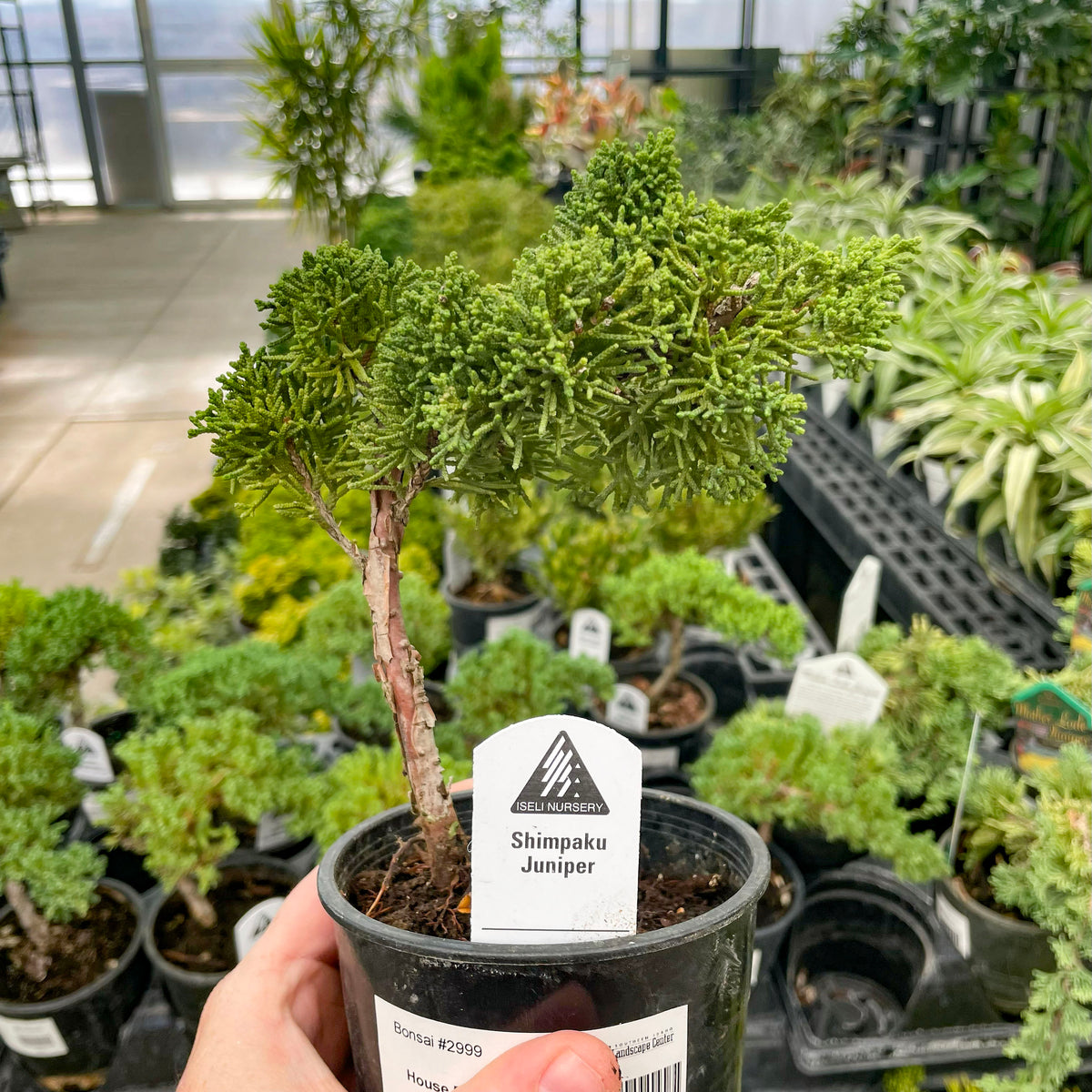 Shimpaku Juniper – Magic Valley Gardens