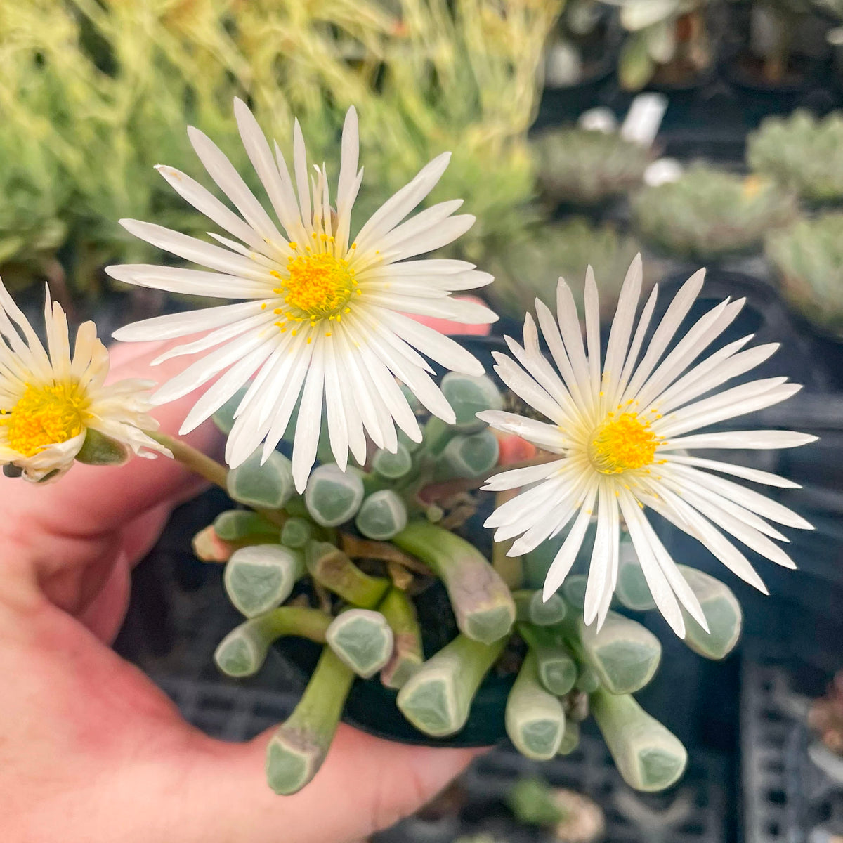 Fenestraria aurantiaca 'Baby Toes' – Magic Valley Gardens