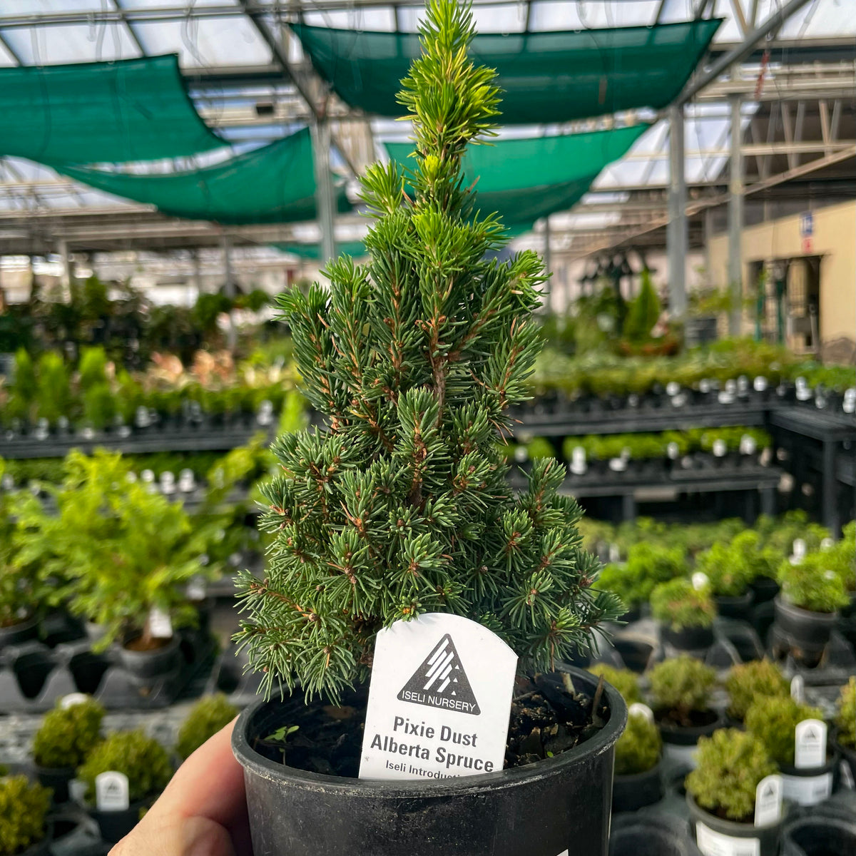 松　盆栽 ③ Just Dandy Hinoki Cypress - Live Bonsai Starter, 4” Grower's Pot