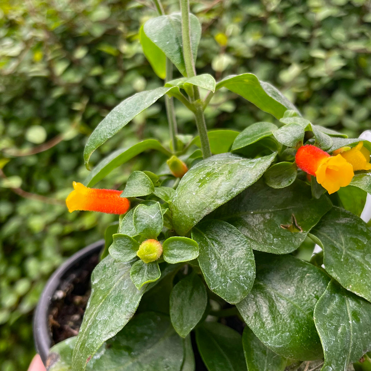 candy corn plant indoors Manettia luteorubra, Candy Corn Vine, Plant