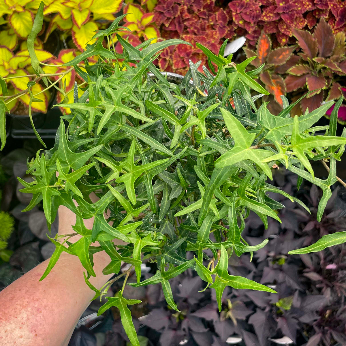 Hedera helix 'Starling' (English Ivy)