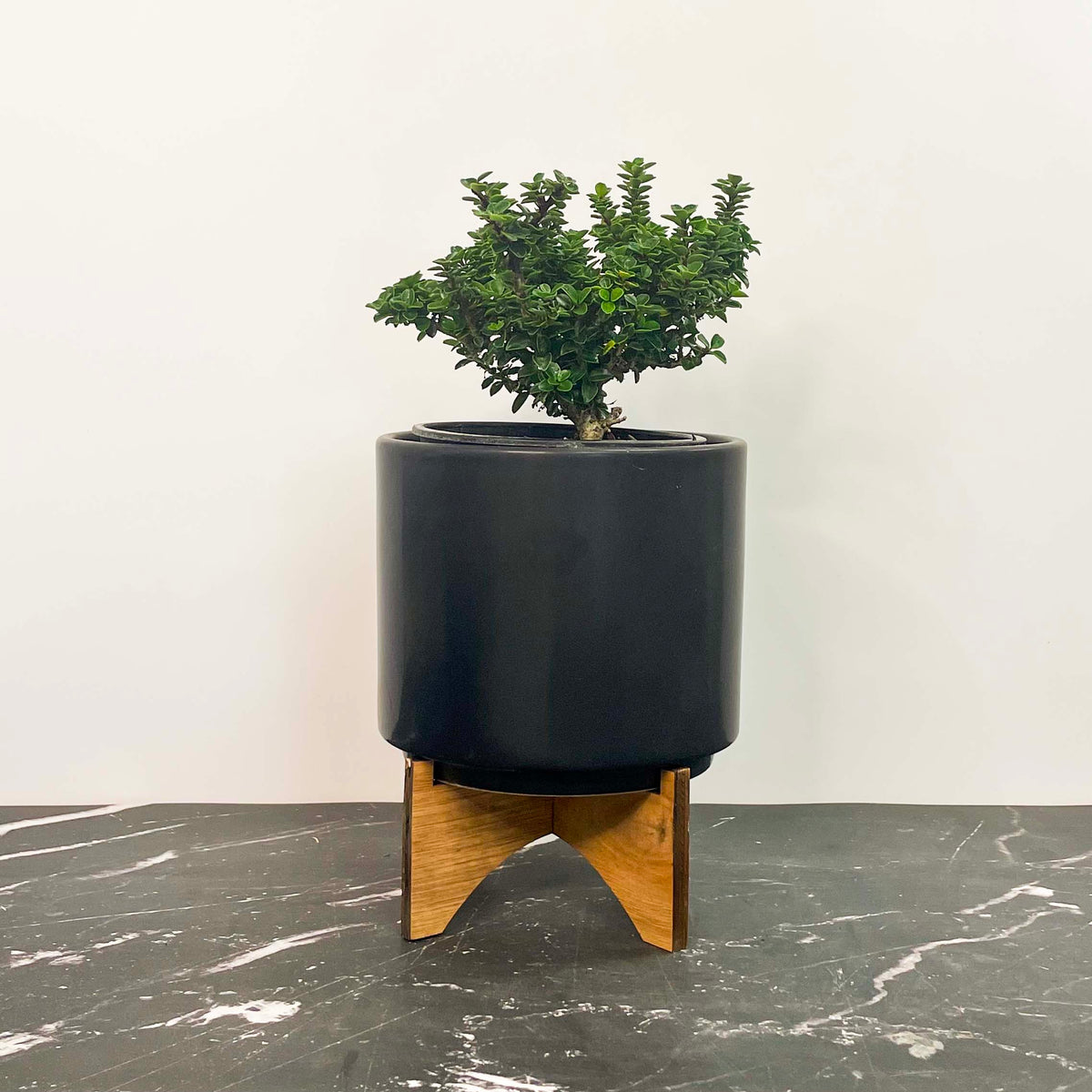 Jersey Jewel Japanese Holly, Bonsai Starter Plant Magic Valley Gardens