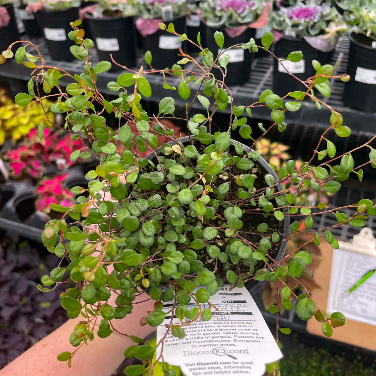 creeping wire vine house plant Little Leaf Wire Vine