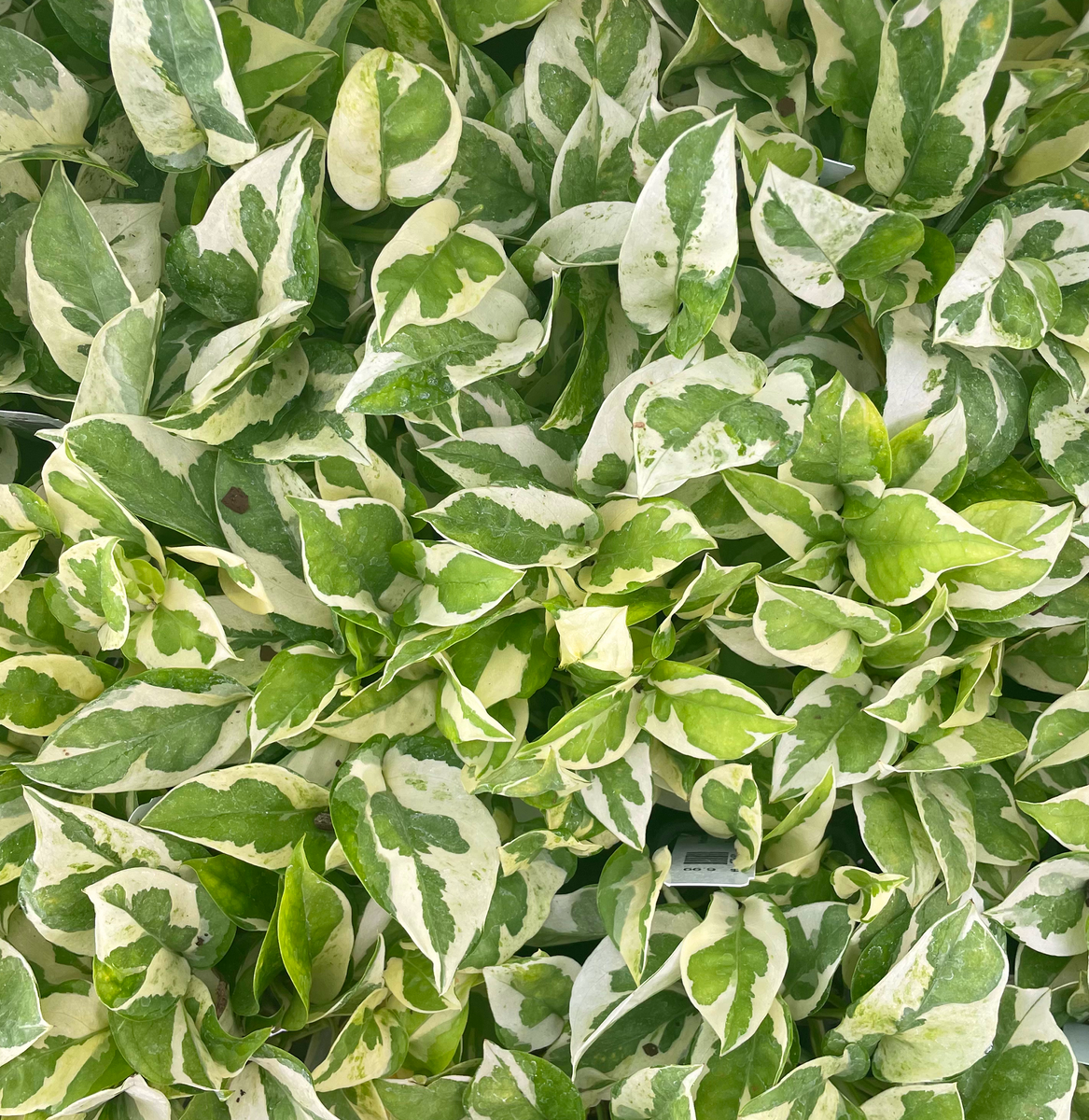 pearls and jade plant Pothos 'Pearls and Jade' – Magic Valley Gardens