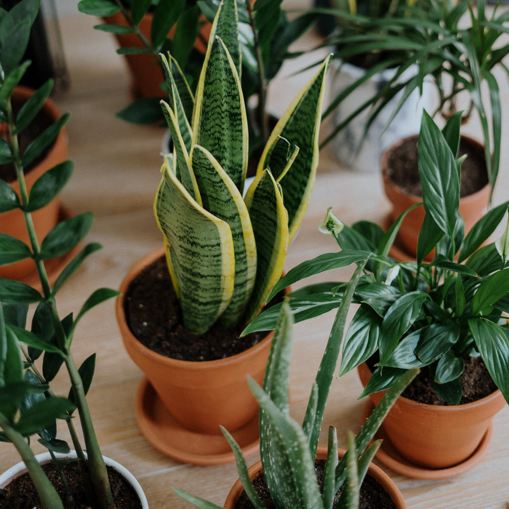Greening Up Your Space: The Benefits of Houseplants for Your Health and Home
