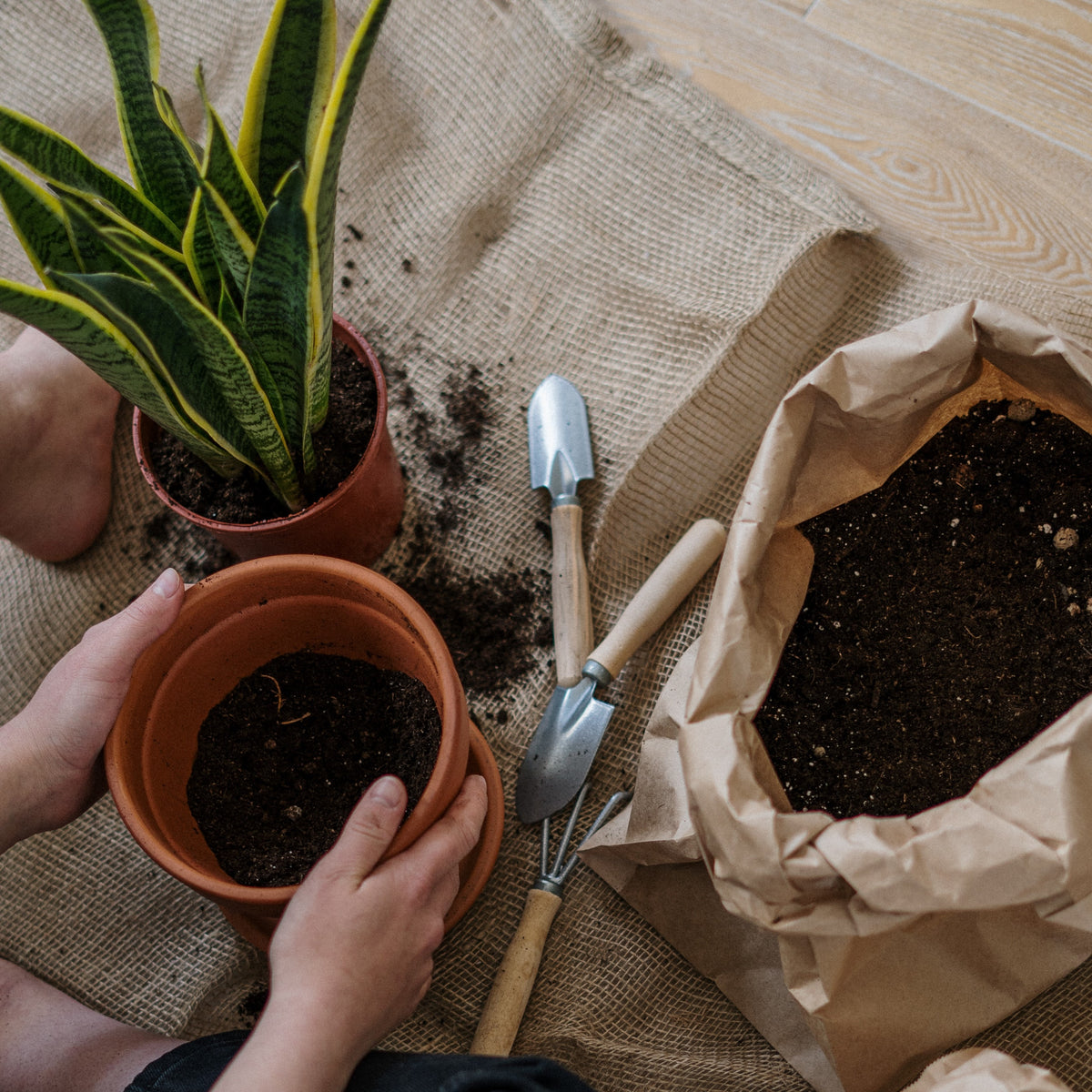 Digging Deeper The Importance of Soil Amendment in Houseplant Care