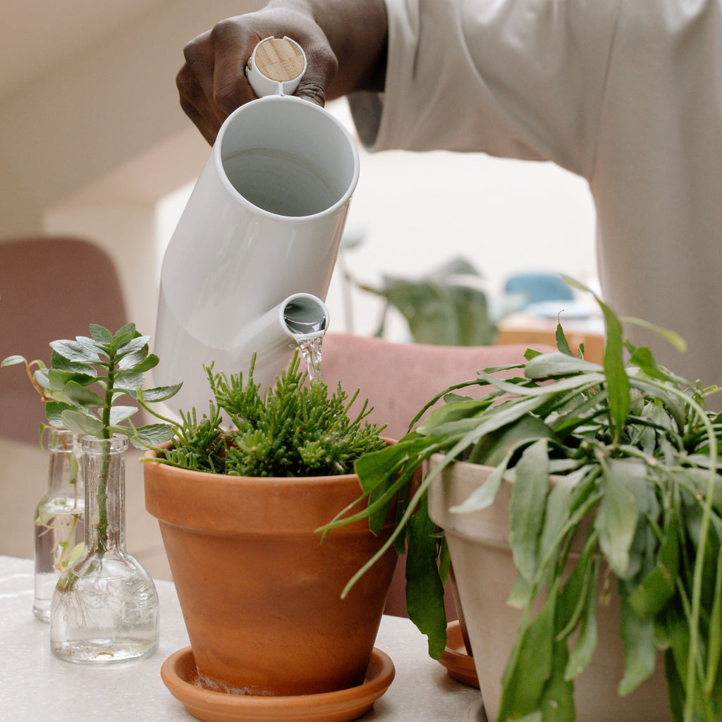 Shedding 'Light' on Watering: A Guide to Houseplant Care