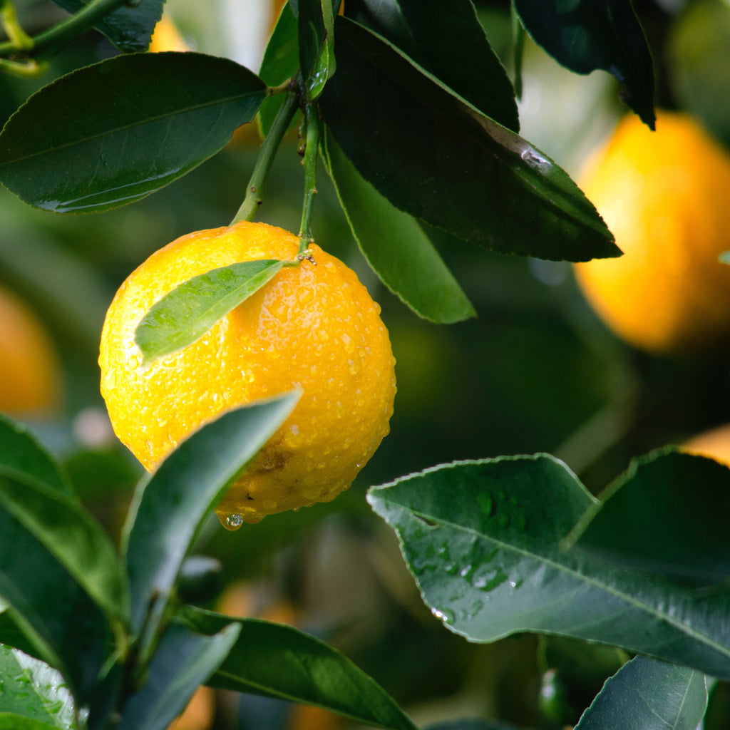 From Blossom to Fruit: A Guide to Growing and Caring for Fruit Trees
