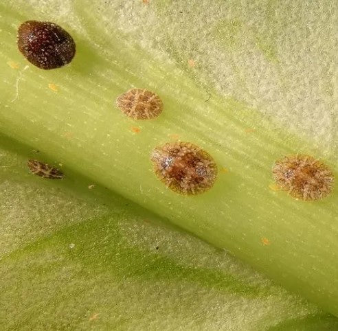 How to Defeat Scale on Houseplants