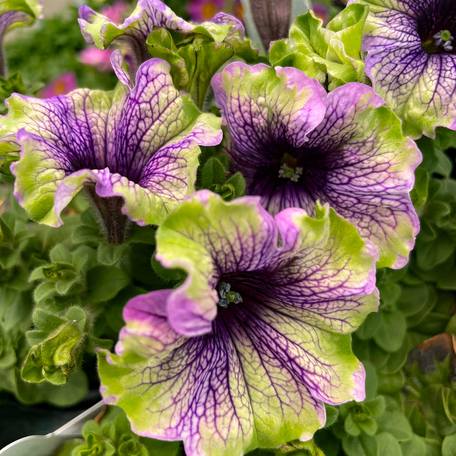 Outdoor Plants – Magic Valley Gardens