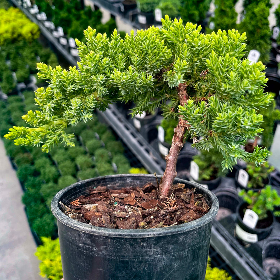 Pre-Bonsai & Dwarf Evergreens – Magic Valley Gardens