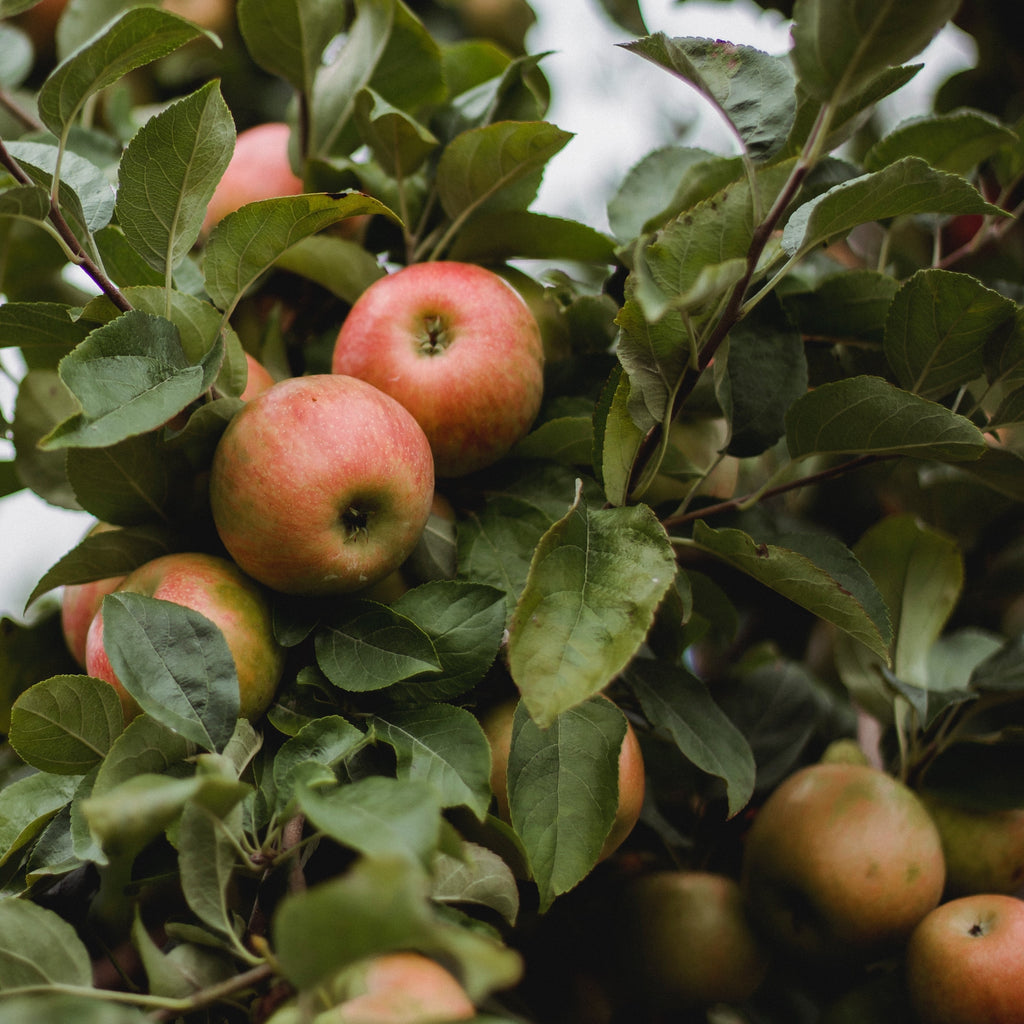 Fruit Trees & Berries