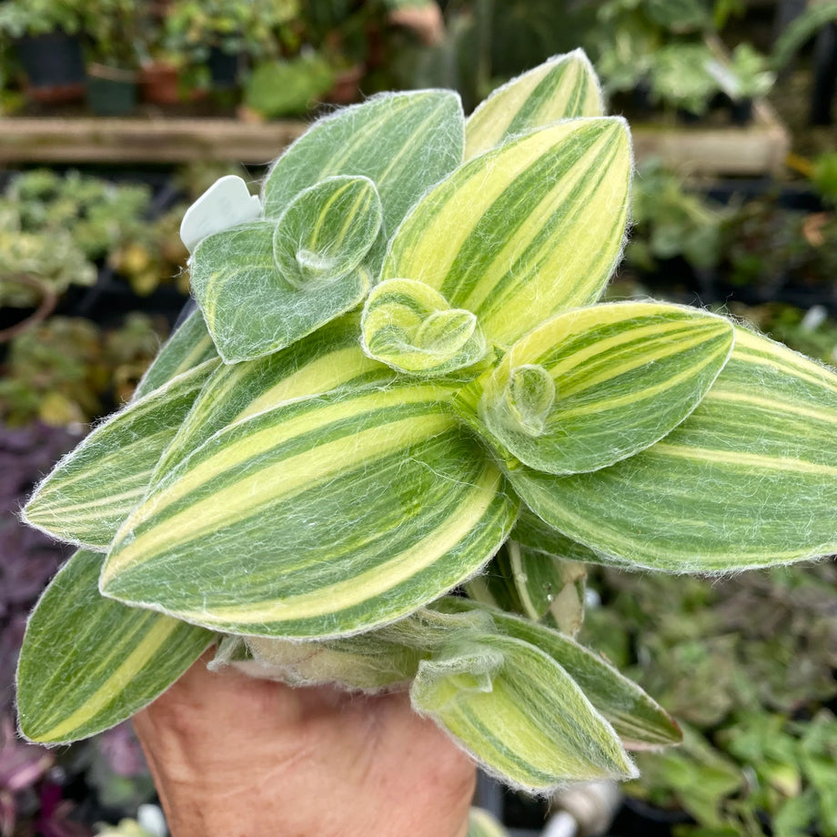 house plants with velvety leaves Tradescantia 'Velvet Moon' – Magic Valley Gardens