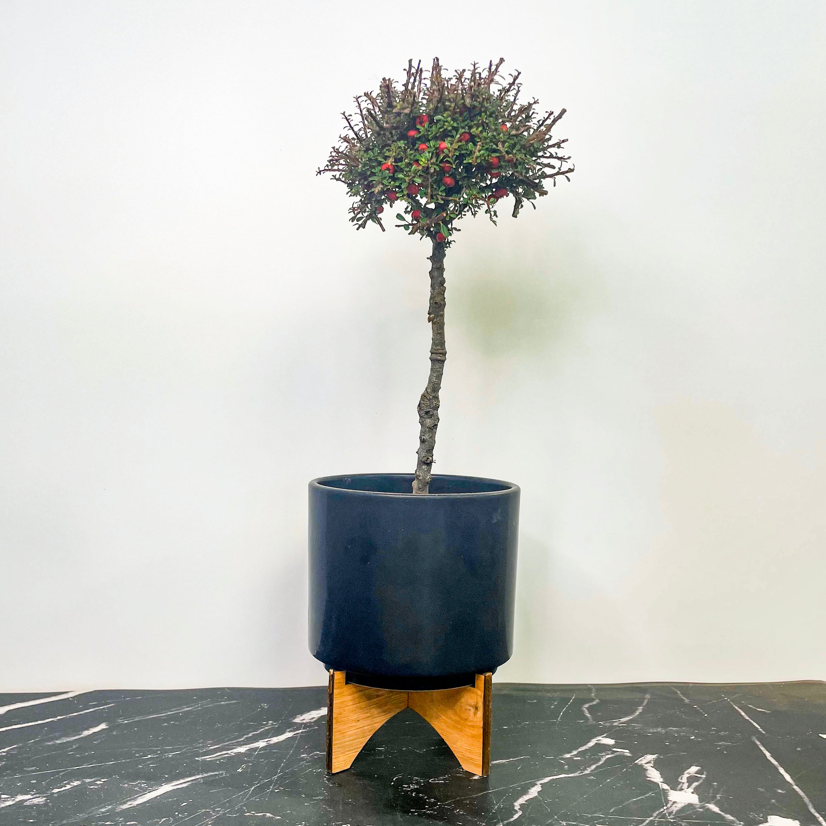 12 in pot plant Thyme Leaf Cotoneaster on 12" Standard