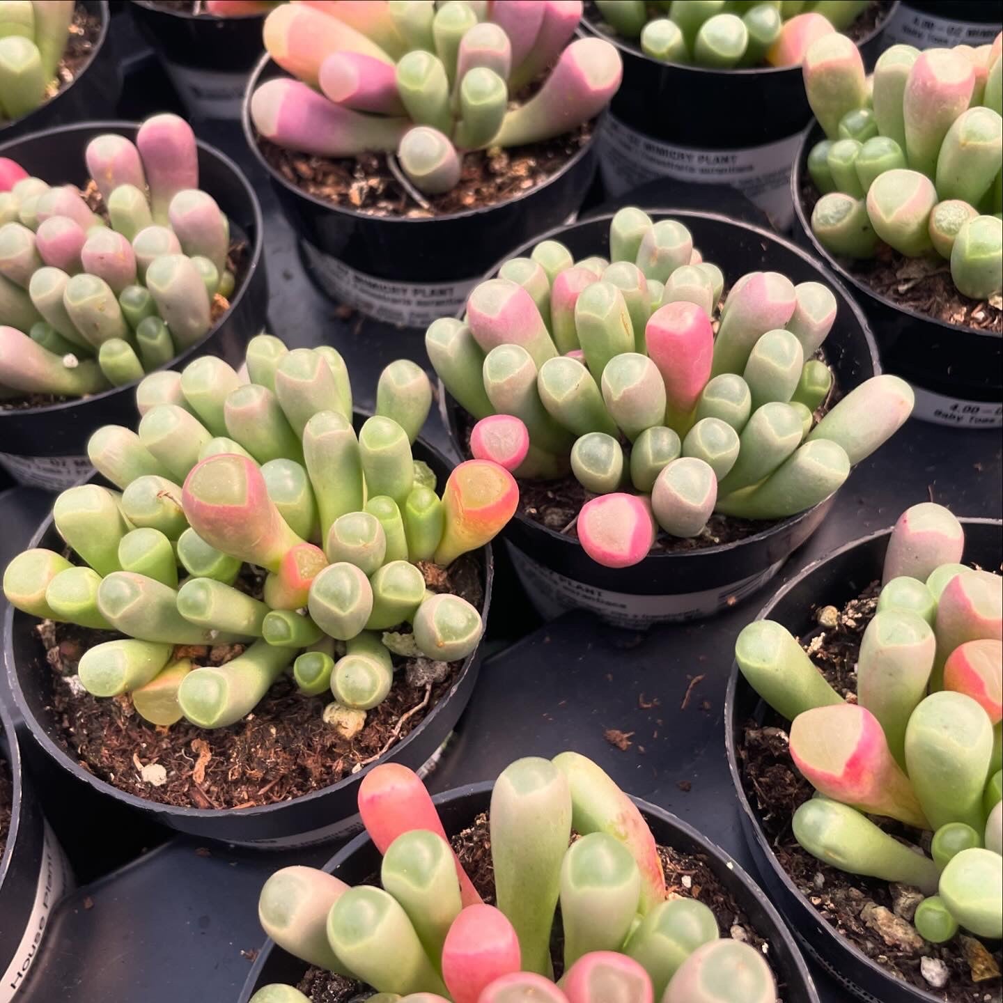 toe succulents Fenestraria aurantiaca 'Baby Toes'