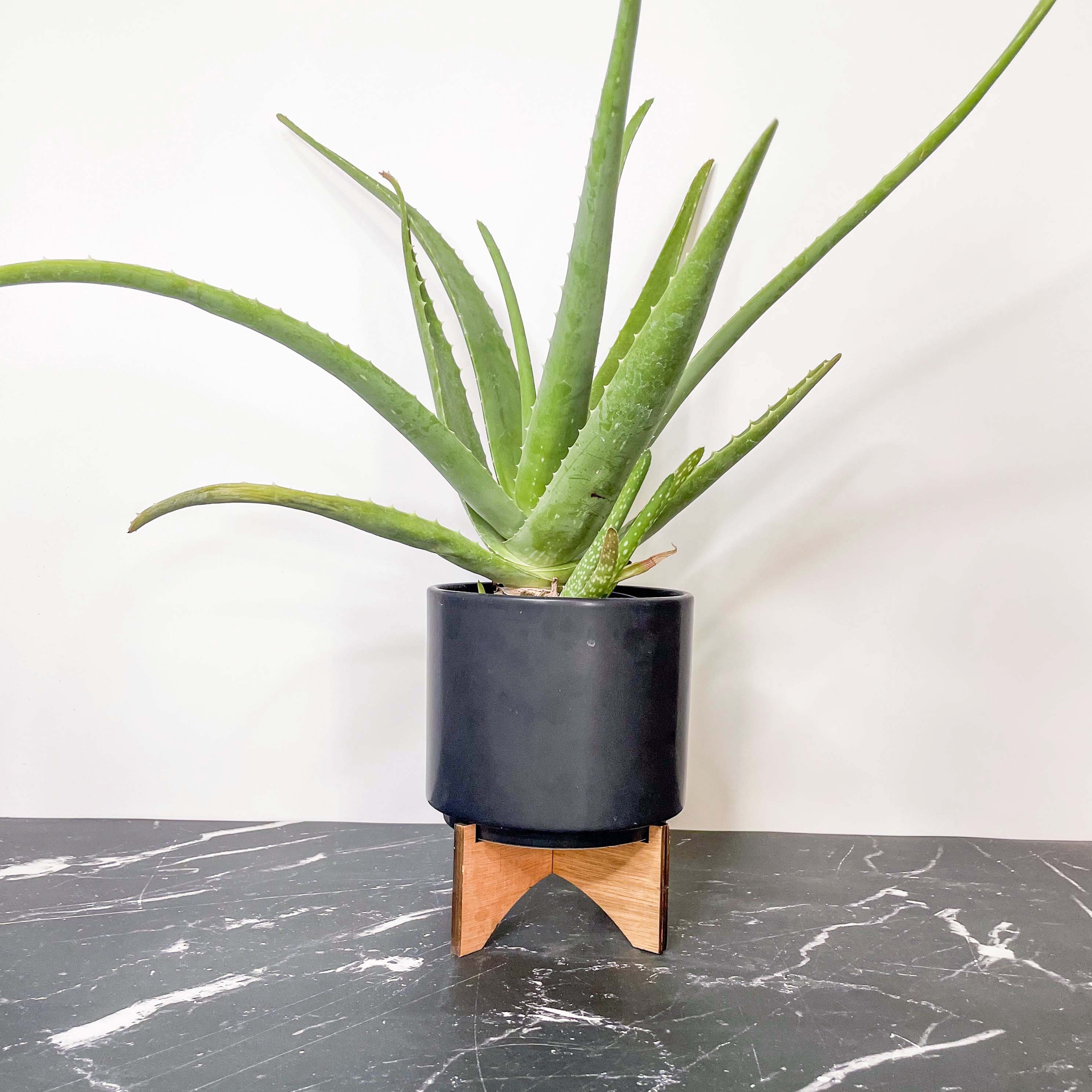 aloe vera plant vase Aloe vera – Magic Valley Gardens