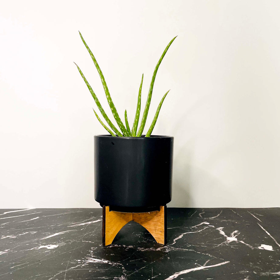Aloe vera – Magic Valley Gardens