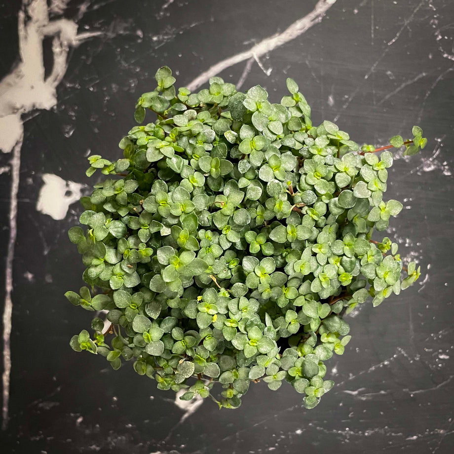 Pilea glauca 'Aquamarine' – Magic Valley Gardens