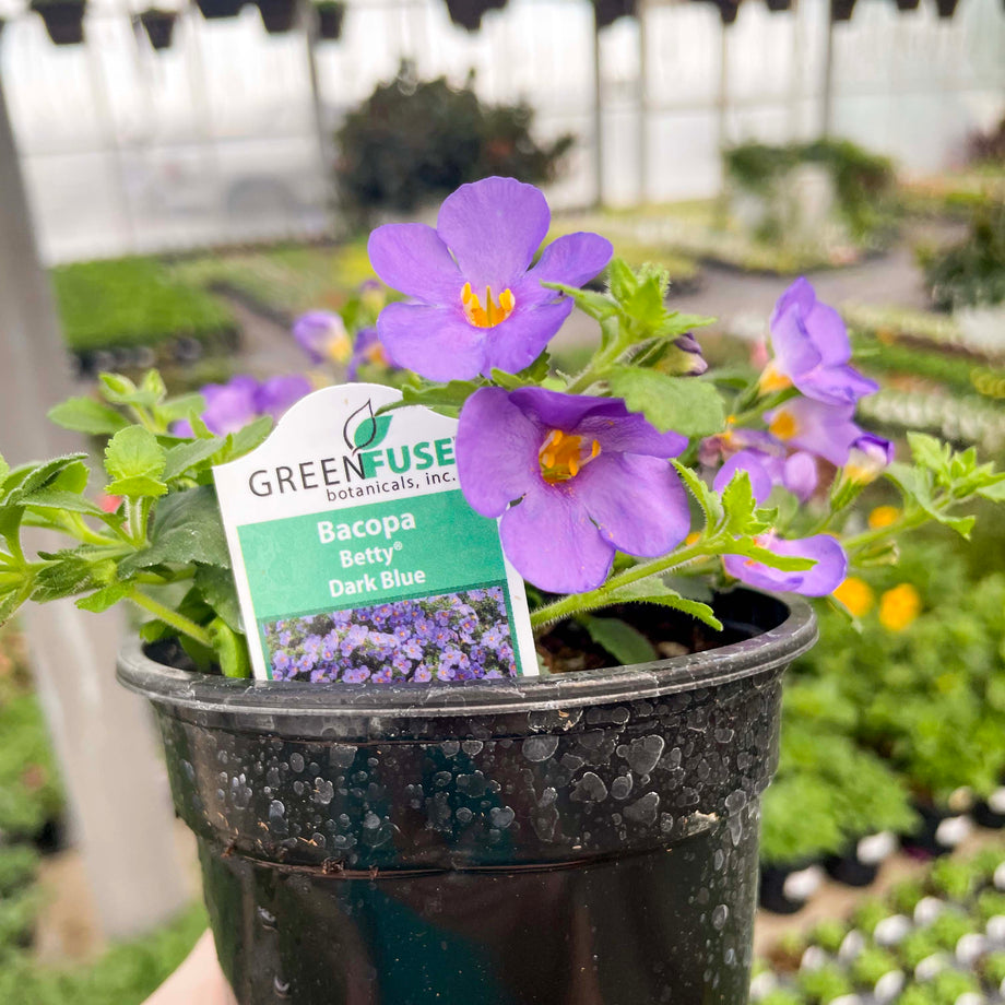 Betty Dark Blue Bacopa – Magic Valley Gardens