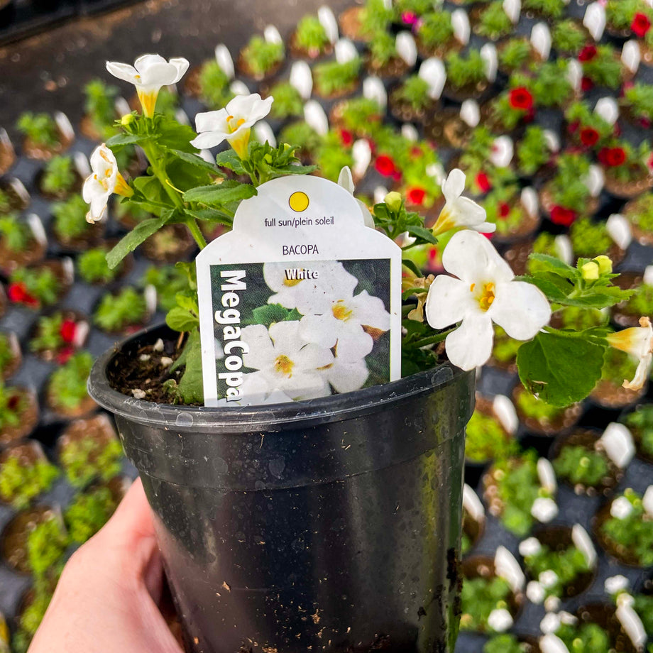 MegaCopa White Bacopa – Magic Valley Gardens