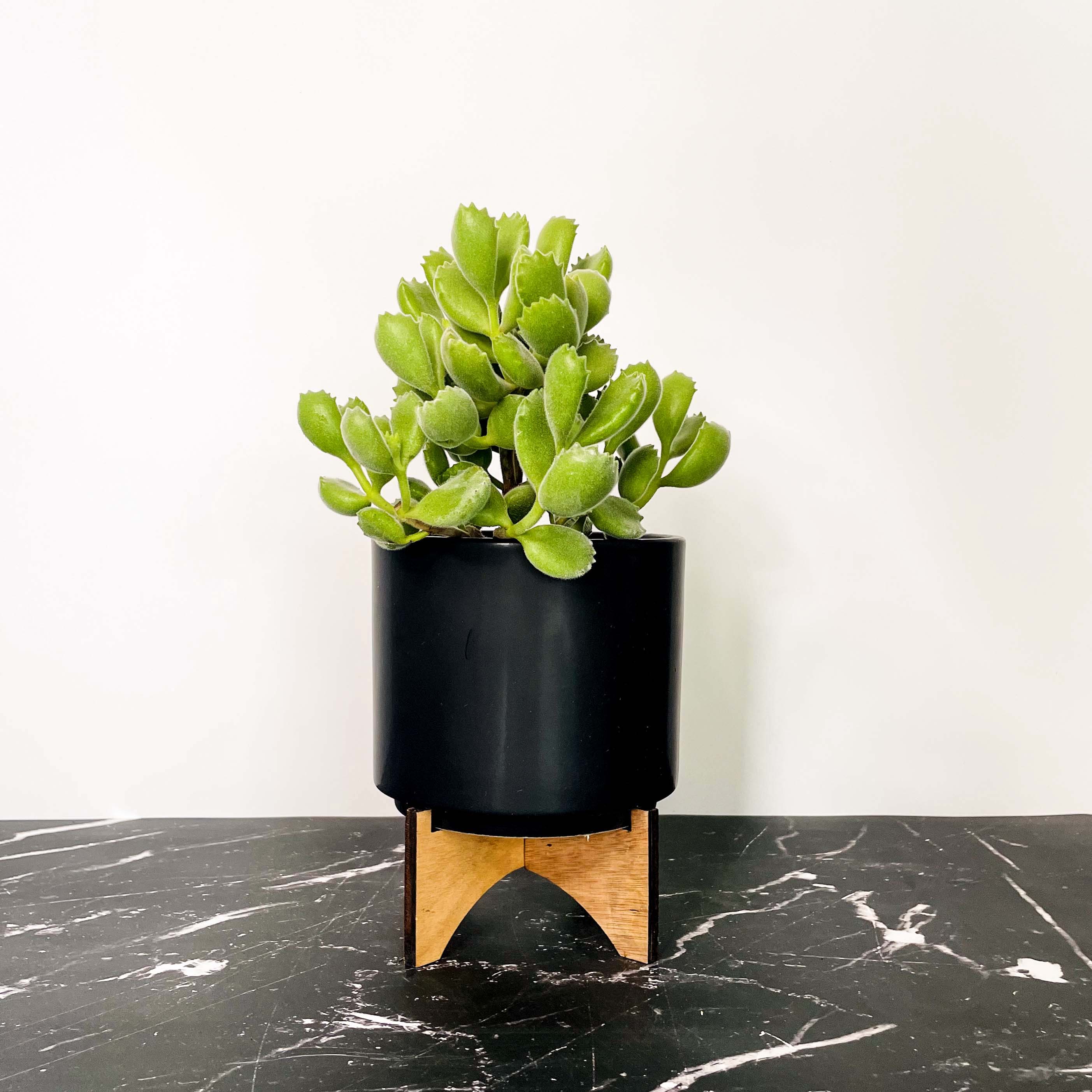 succulent pots kmart Cotyledon ladismithiensis (Bear's Paw) – Magic Valley Gardens
