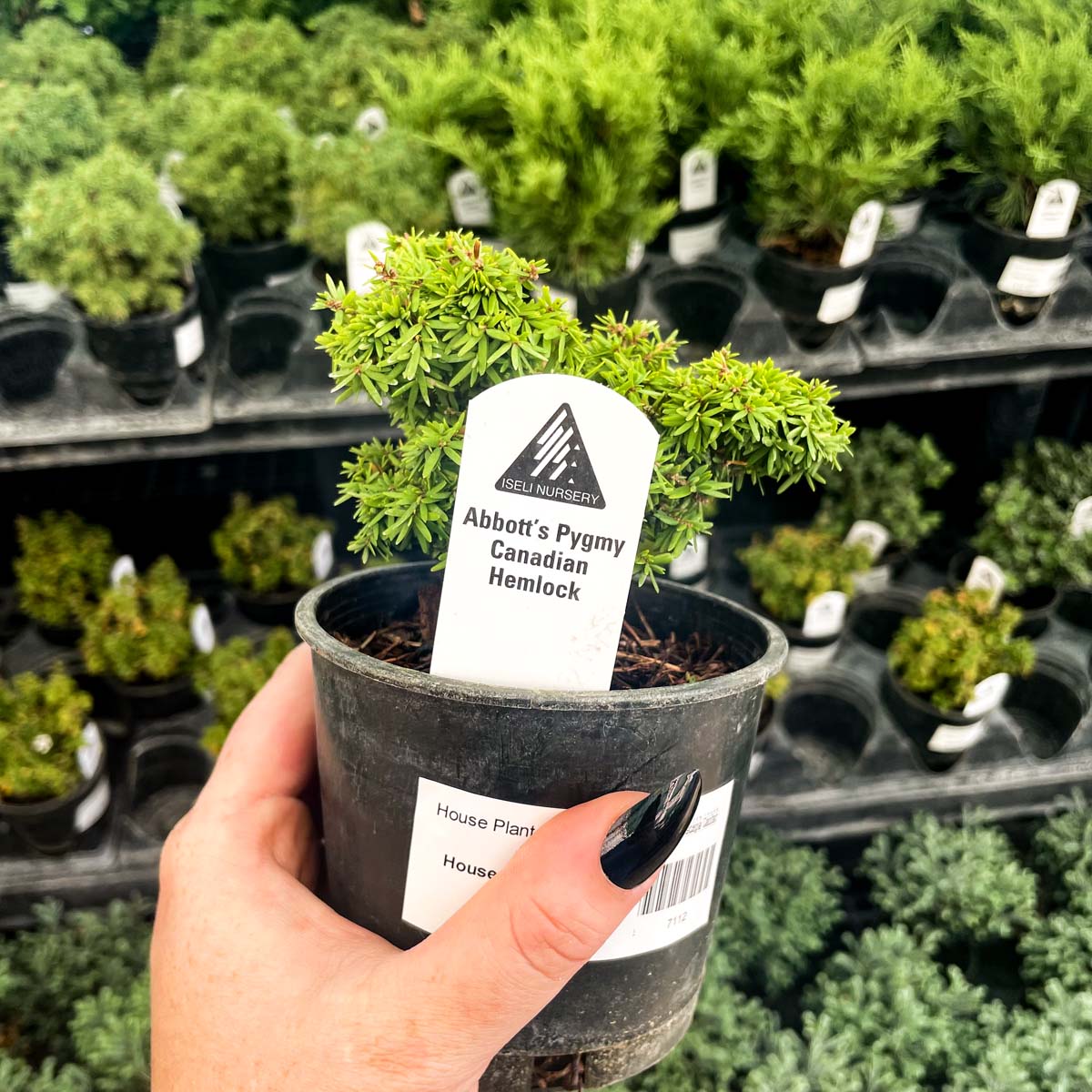 hemlock tree bonsai Abbott's Pygmy Canadian Hemlock