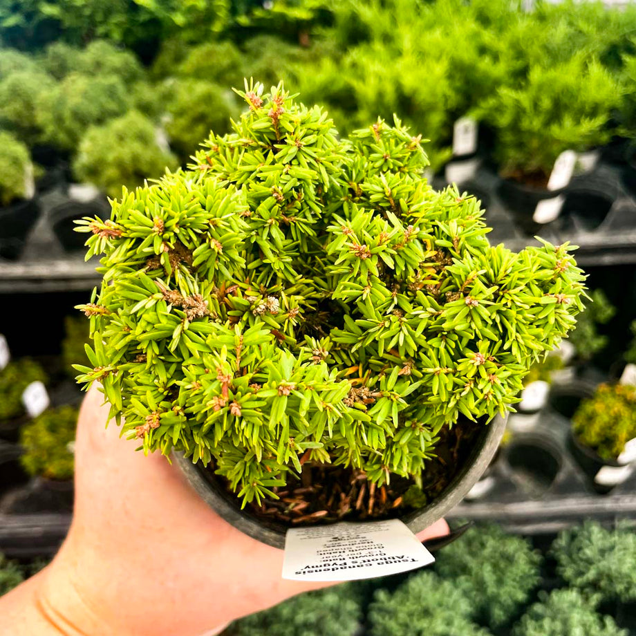 Abbott's Pygmy Canadian Hemlock - Live Bonsai Starter, 4” Grower's