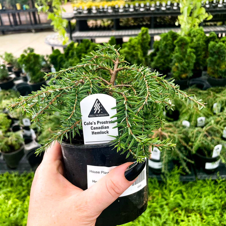 Cole's Prostrate Canadian Hemlock, Bonsai Starter Plant – Magic