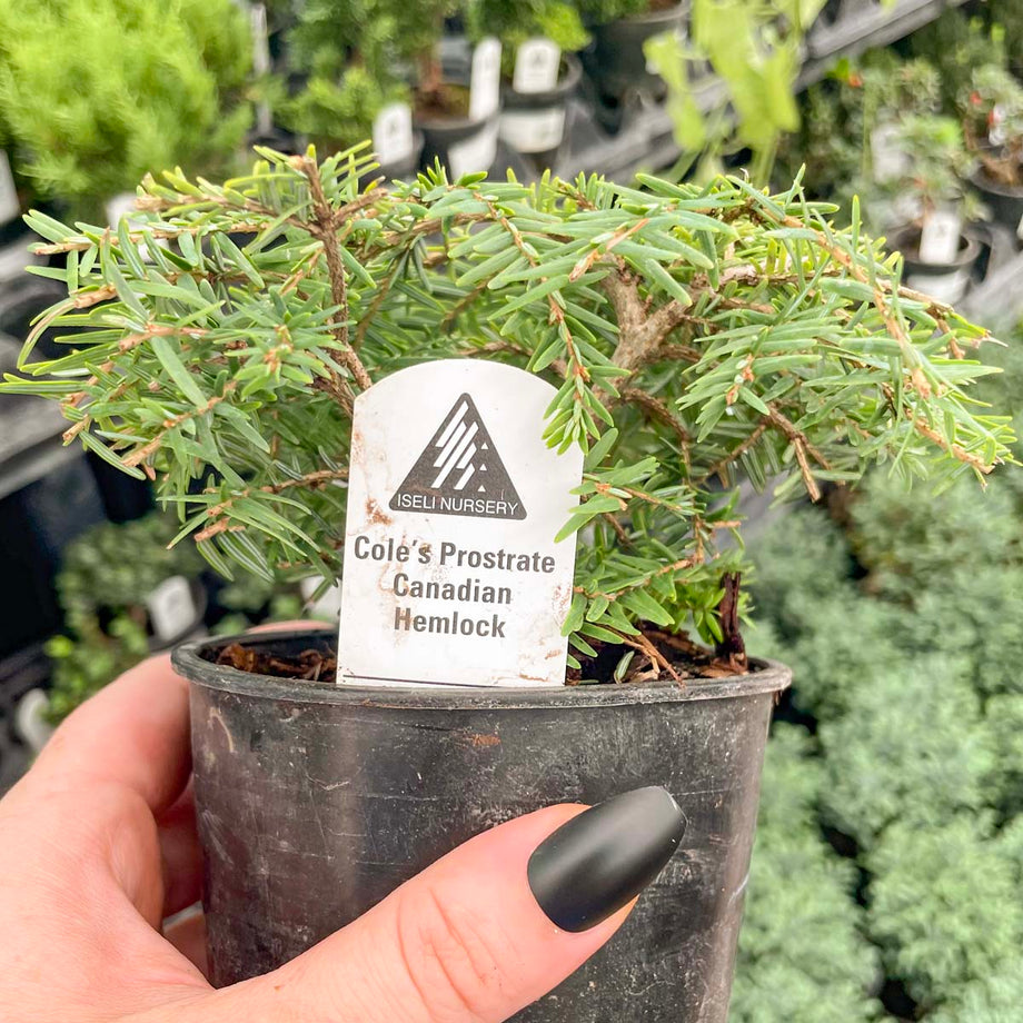 Cole's Prostrate Canadian Hemlock, Bonsai Starter Plant – Magic