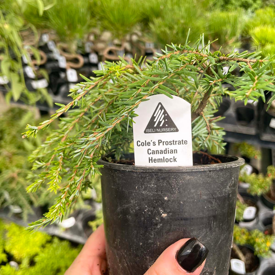 ‼️ゴールデンウィークセール‼️ GARDENtsu★tsuポット発送1328 Bon.