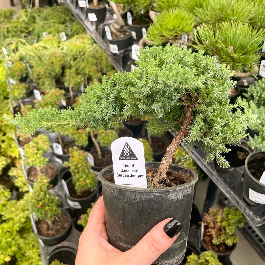 洋書 BONSAI Grow your Little Japanese Zen Gar Bon.