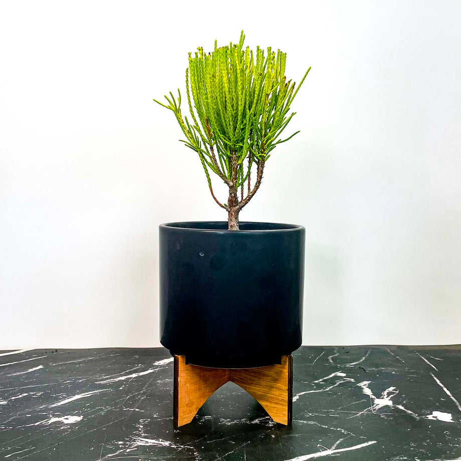 Bon.FrankyBoyArborvitae2_460x@