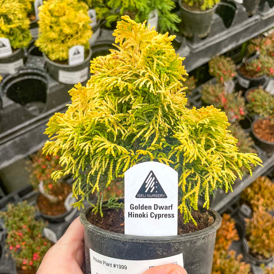 Nana Lutea Golden Dwarf Hinoki Cypress