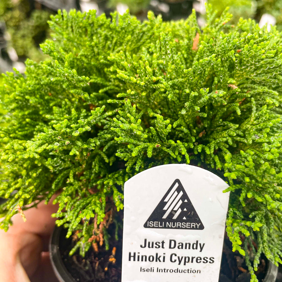 ミニ茶ダンス Just Dandy Hinoki Cypress | Compact Dwarf Evergreen Conifer