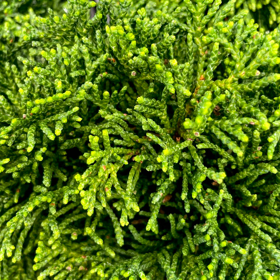 Just Dandy Hinoki Cypress - Live Bonsai Starter, 4” Grower's Pot