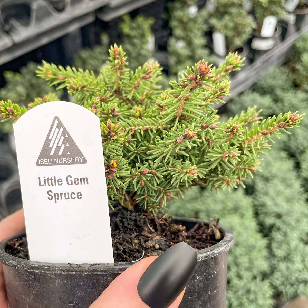 norway spruce bonsai tree Little Gem Norway Spruce