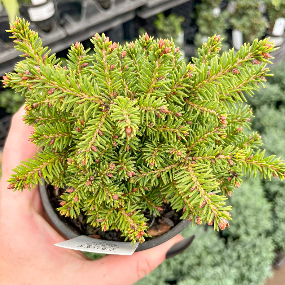 Little Gem Norway Spruce - Live Bonsai Starter, 4” Grower's Pot