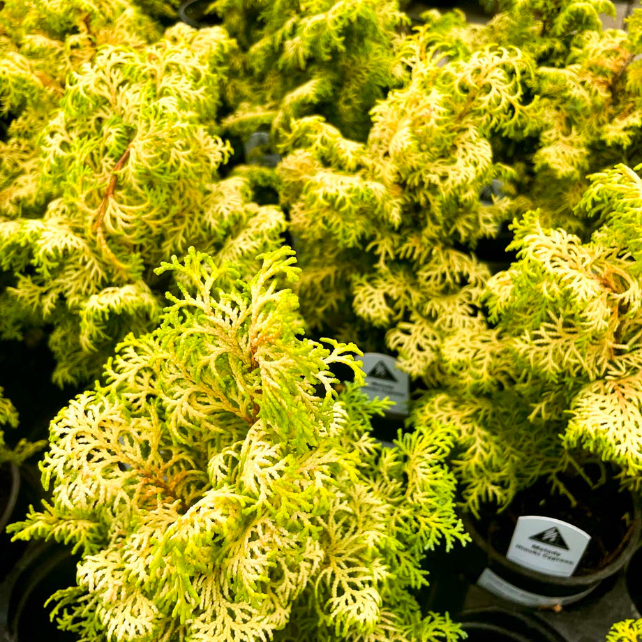 Melody Hinoki Cypress - Live Bonsai Starter, 4” Grower's Pot