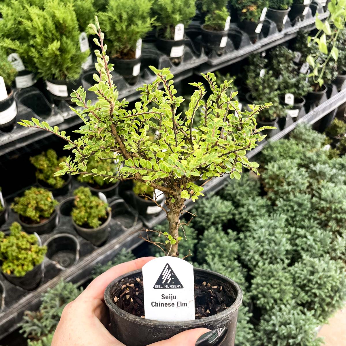 elm bonsai tree for sale Seiju Dwarf Chinese Elm – Magic Valley Gardens