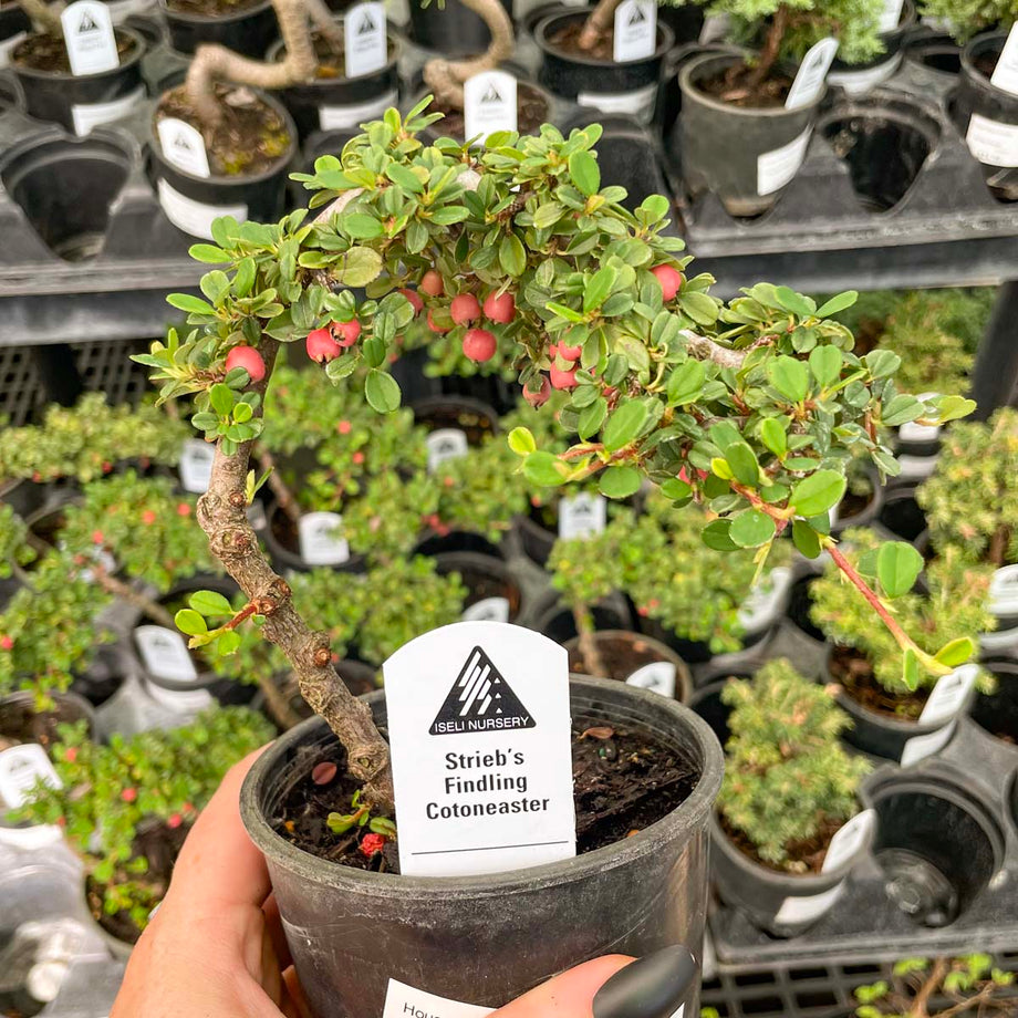Strieb's Findling Espalier Cotoneaster