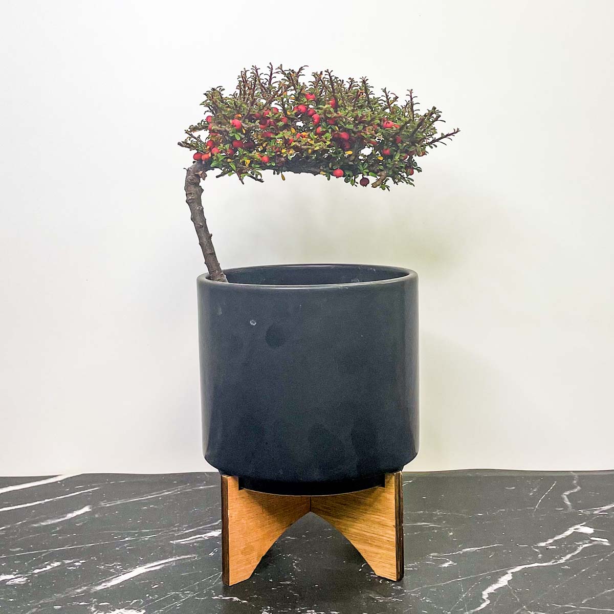 thyme bonsai tree Thyme Leaf Cotoneaster